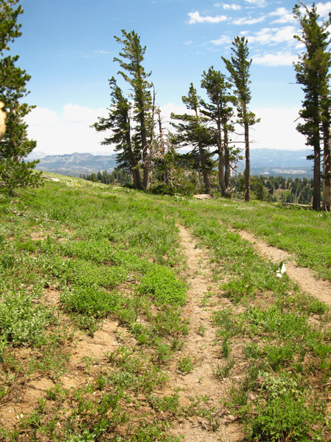 Jeep road on the South side of Mount Reba